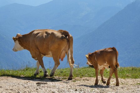 Alpine mountains grazing photo