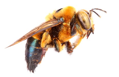 Southern Carpenter Bee, male (Apidae, Xylocopa micans)