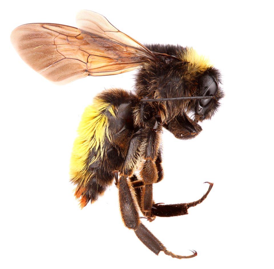 American Bumble Bee, female (Apidae, Bombus pensylvanicus)