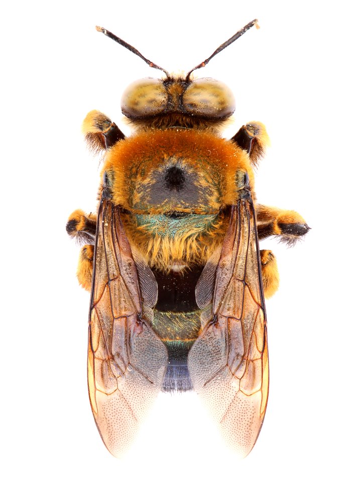 Southern Carpenter Bee, male (Apidae, Xylocopa micans)