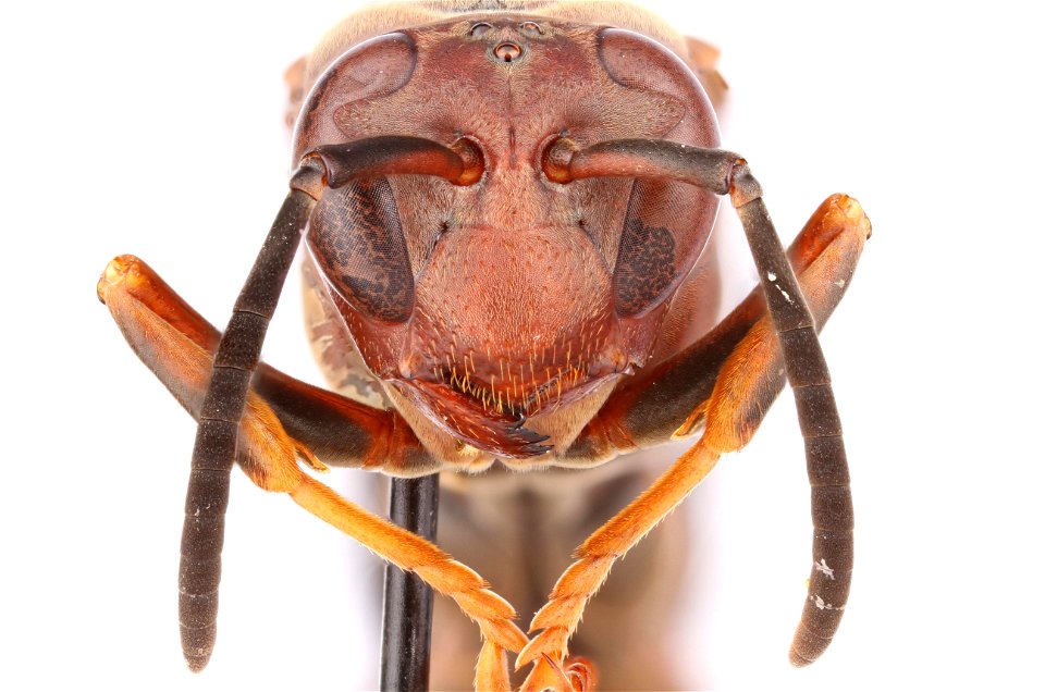 Metricus paper wasp, female (Vespidae, Polistes metricus)