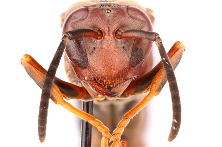 Metricus paper wasp, female (Vespidae, Polistes metricus) photo