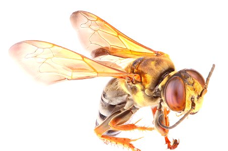 Square-headed wasp (Crabroninae, Tachytes distinctus)