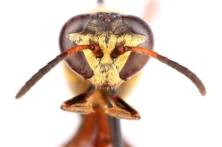 Square-headed wasp (Crabronidae, Trypoxylon texense)