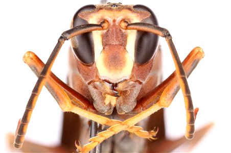 Metricus paper wasp, male (Vespidae, Polistes metricus) photo