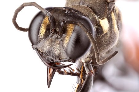 Thread-waisted wasp (Sphecidae, Ammophila cleopatra)