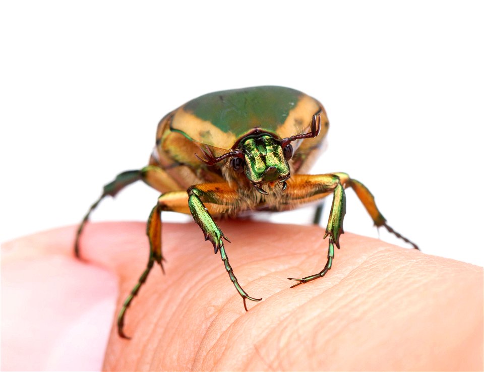 Green June Beetle (Scarabaeidae, Cotinis nitida)