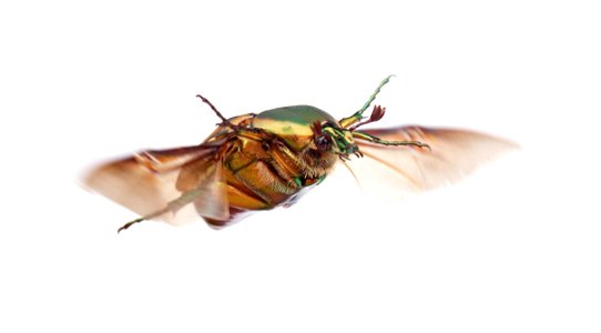 Green June Beetle (Scarabaeidae, Cotinis nitida)