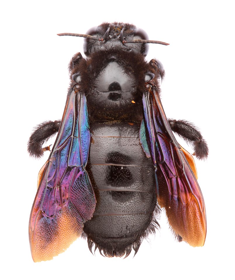 Western Carpenter Bee (Apidae, Xylocopa californica)