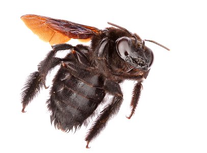 Western Carpenter Bee (Apidae, Xylocopa californica)
