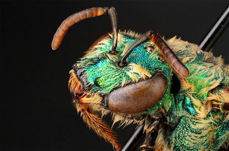 Sweat bee (Halictidae) photo