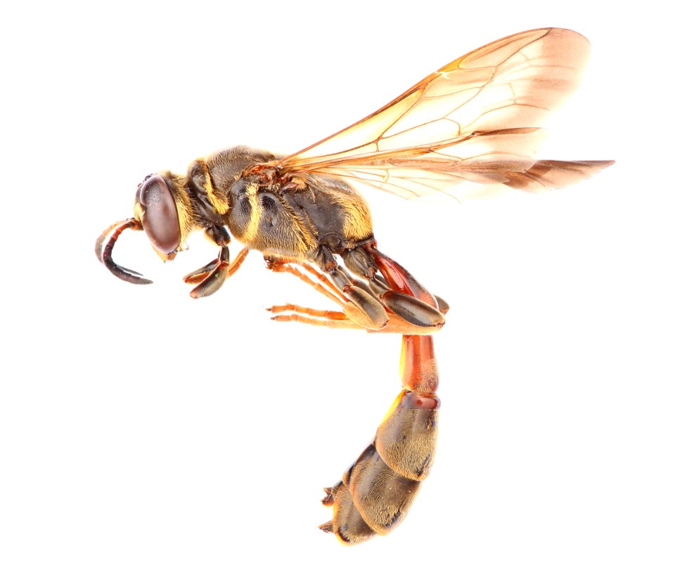 Square-headed wasp (Crabronidae, Trypoxylon texense)