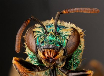 Sweat bee (Halictidae) photo