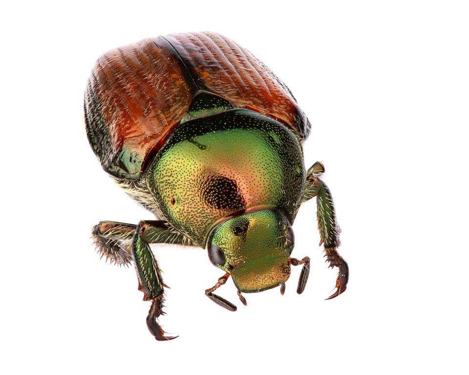 Japanese beetle (Scarabaeidae, Popillia japonica)