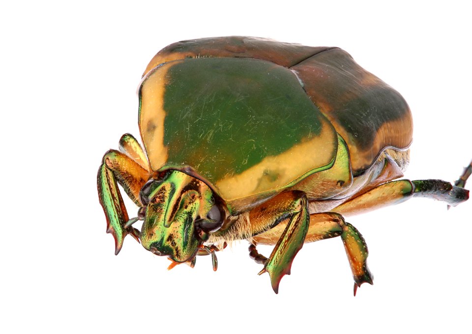 Green June Beetle (Scarabaeidae, Cotinis nitida)