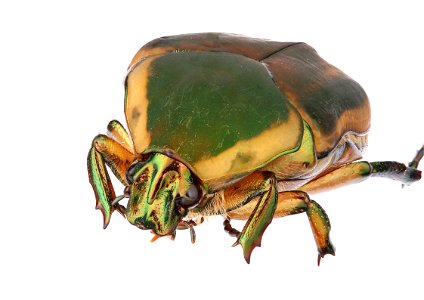 Green June Beetle (Scarabaeidae, Cotinis nitida)
