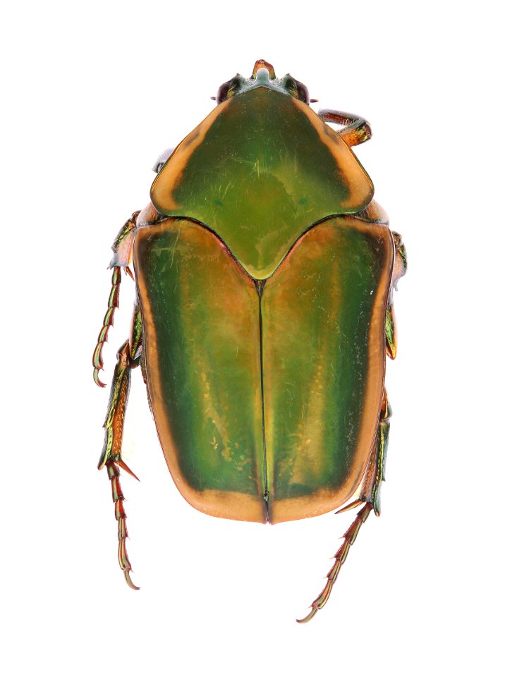 Green June Beetle (Scarabaeidae, Cotinis nitida)