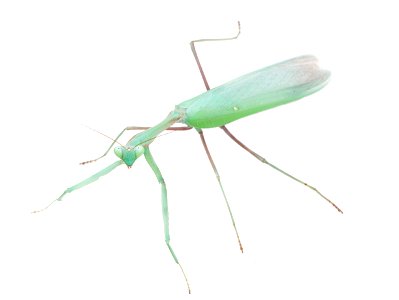 Mantid (Mantidae) photo