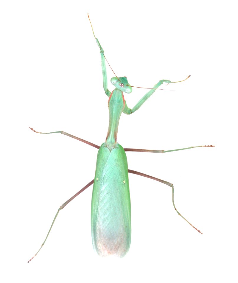 Mantid (Mantidae)