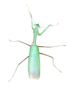 Mantid (Mantidae) photo