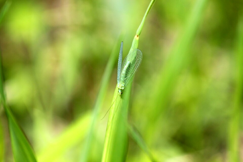Chrysoperla green lacewing green