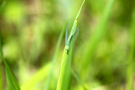 Chrysoperla green lacewing green