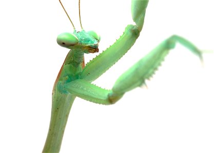 Mantid (Mantidae) photo