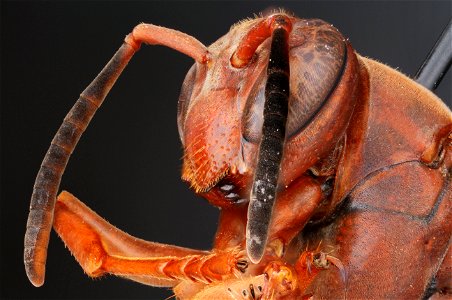 Red paper wasp (Vespidae, Polistes carolina) photo