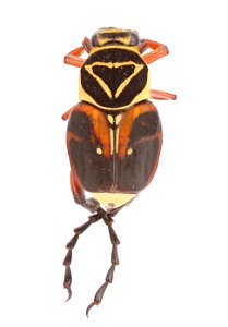 Delta flower scarab (Scarabaeidae, Trigonopeltastes delta)