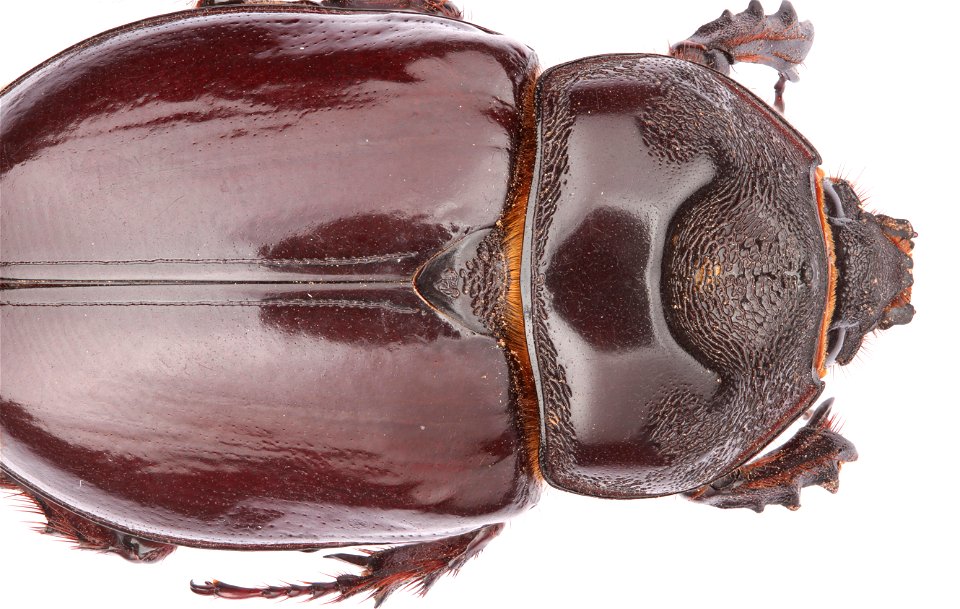 Ox beetle, female (Scarabaeidae, Strategus aloeus)