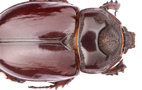 Ox beetle, female (Scarabaeidae, Strategus aloeus)