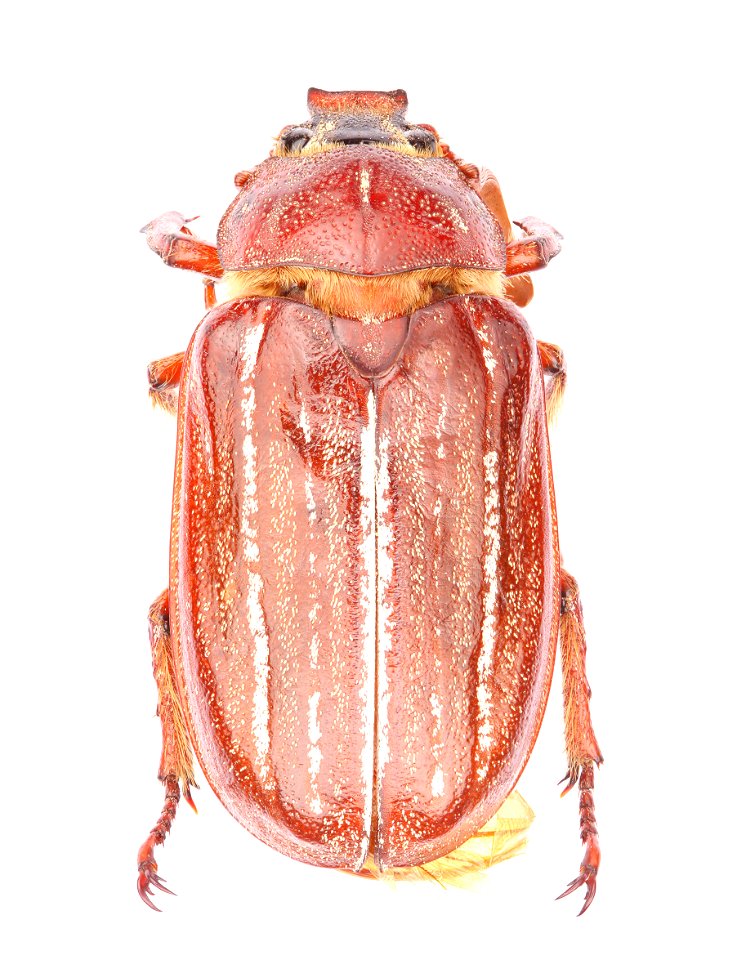 Hammond's Lined June Beetle (Scarabaeidae, Polyphylla hammondi)
