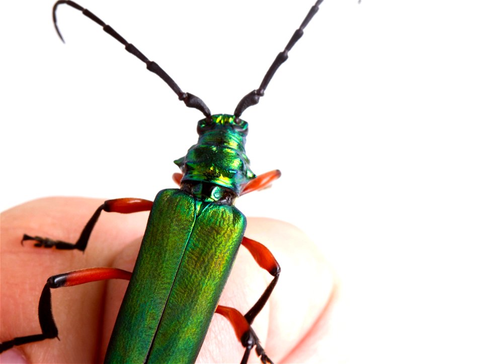 Bumelia Borer (Cerambycidae, Plinthocoelum suaveolens)