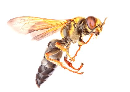 Square-headed wasp (Crabroninae, Tachytes distinctus)