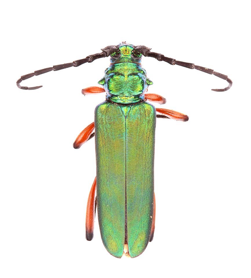 Bumelia borer (Cerambycidae, Plinthocoelium suaveolens)