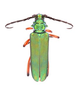 Bumelia borer (Cerambycidae, Plinthocoelium suaveolens) photo