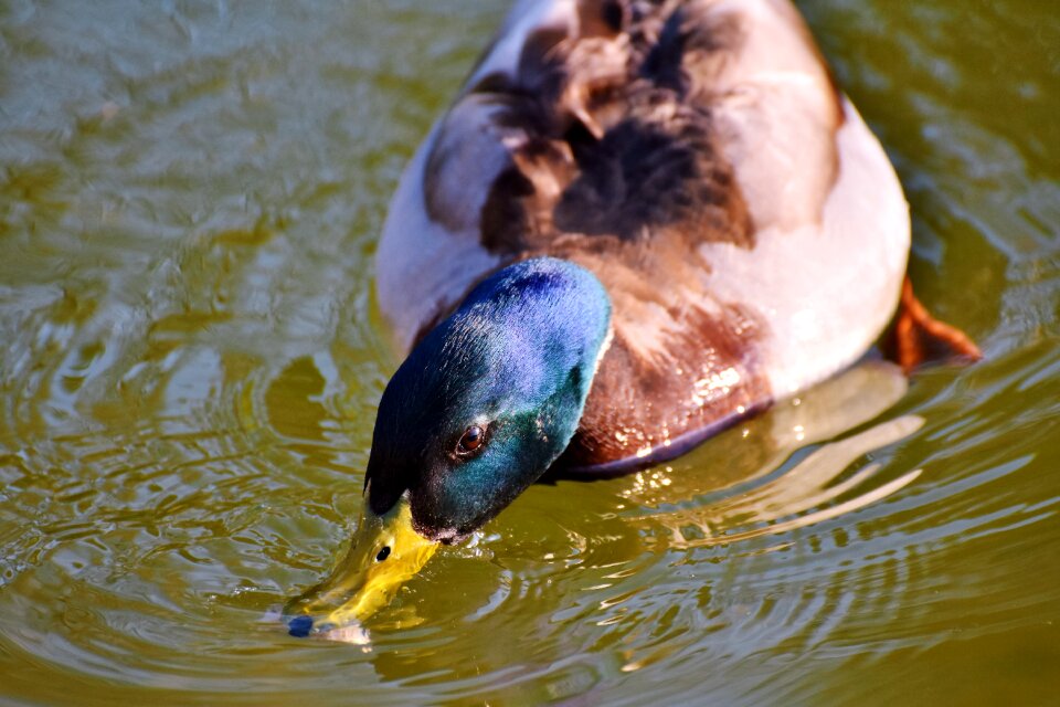 Water bird duck bird bird