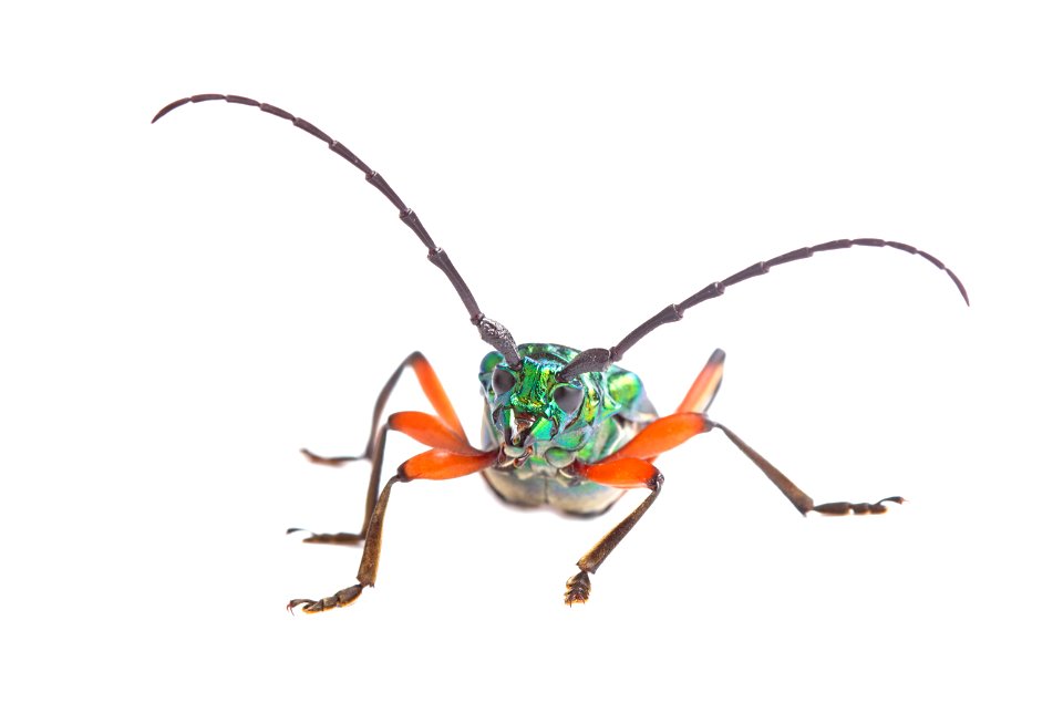 Bumelia Borer (Cerambycidae, Plinthocoelum suaveolens)