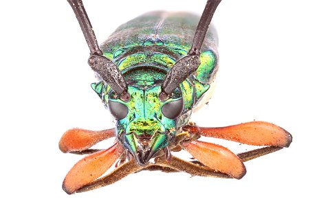Bumelia borer (Cerambycidae, Plinthocoelium suaveolens) photo