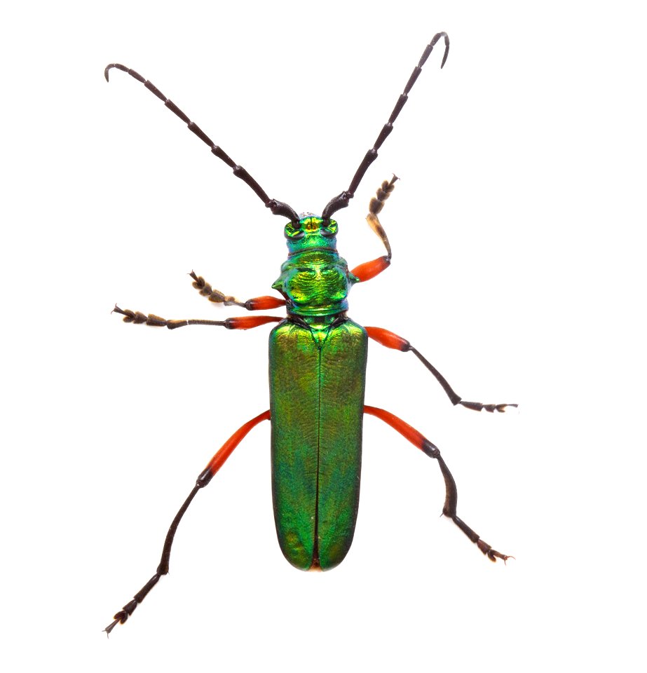 Bumelia Borer (Cerambycidae, Plinthocoelum suaveolens)