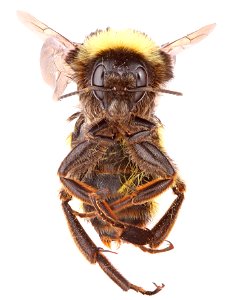 American Bumble Bee, female (Apidae, Bombus pensylvanicus) photo