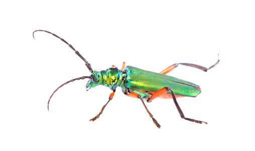 Bumelia Borer (Cerambycidae, Plinthocoelum suaveolens)
