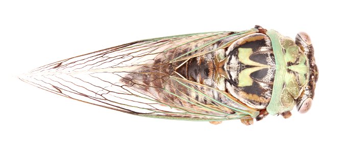 Annual cicada (Cicadidae, Neotibicen sp.)