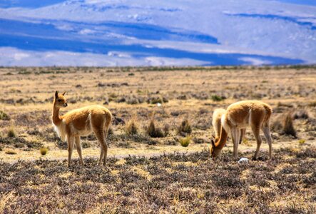 Wild animal altiplano peru