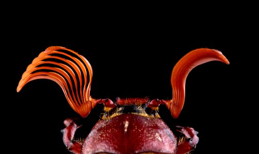 Hammond's Lined June Beetle (Scarabaeidae, Polyphylla hammondi)