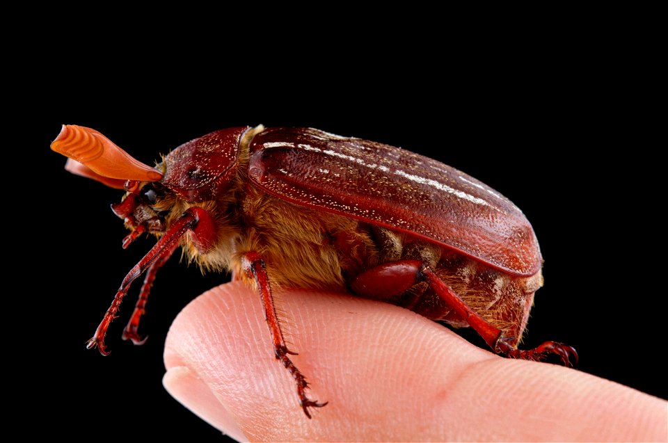Hammond's Lined June Beetle (Scarabaeidae, Polyphylla hammondi)