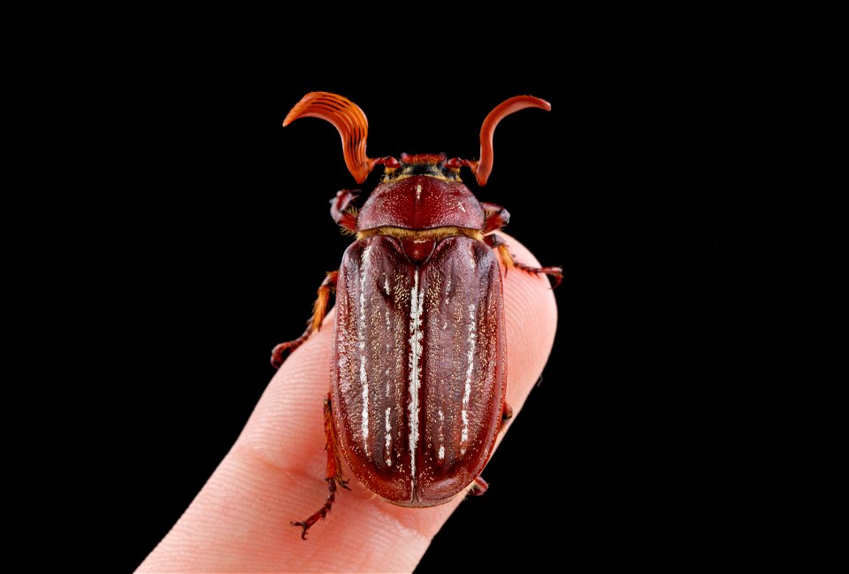 Hammond's Lined June Beetle (Scarabaeidae, Polyphylla hammondi)