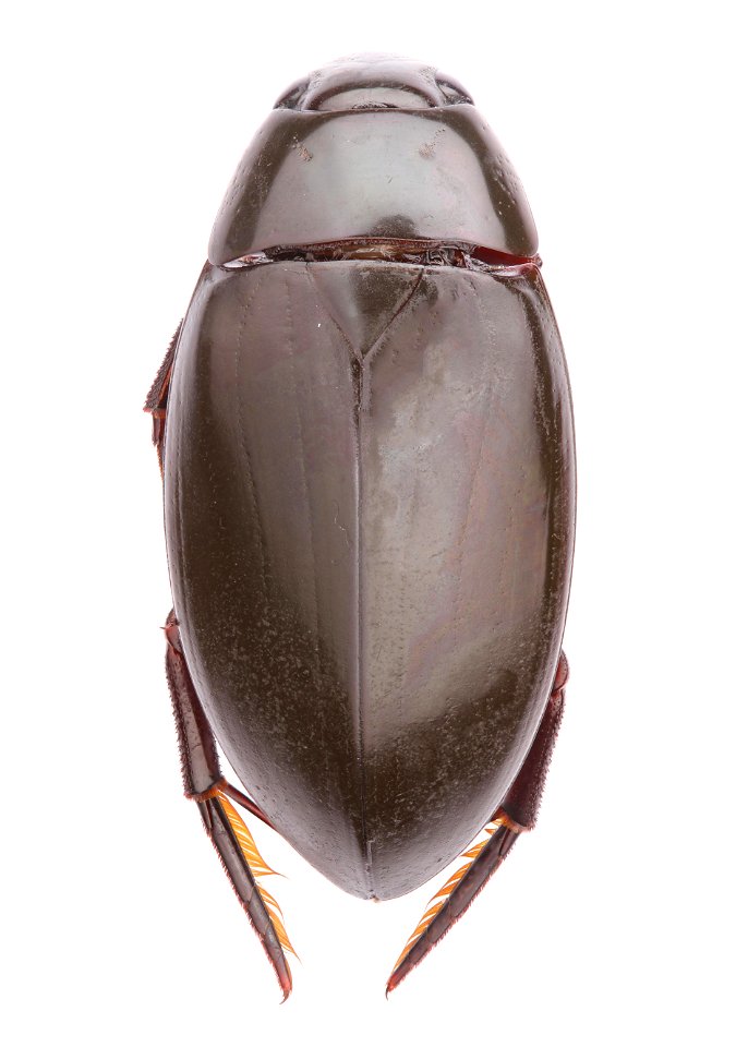 Giant Black Water Beetle (Hydrophilidae, Hydrophilus triangularis)