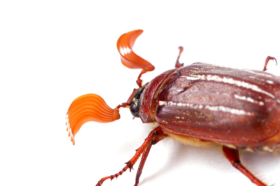 Hammond's Lined June Beetle (Scarabaeidae, Polyphylla hammondi)