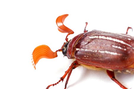 Hammond's Lined June Beetle (Scarabaeidae, Polyphylla hammondi)